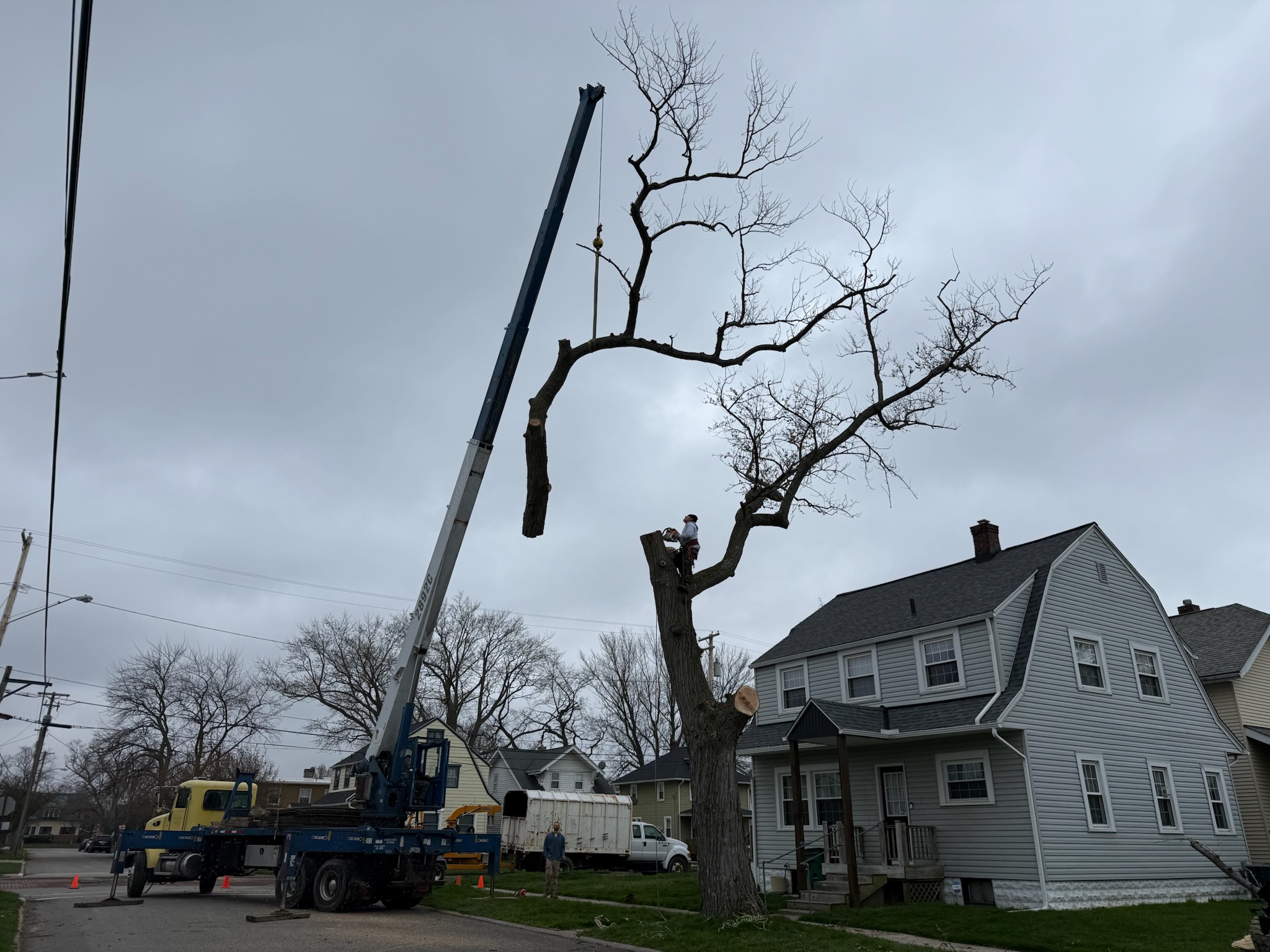 Image showing Tree Service Mentor
