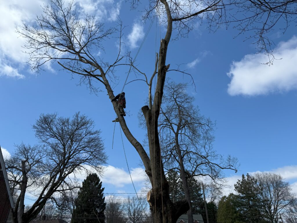 image showing tree service near painesville