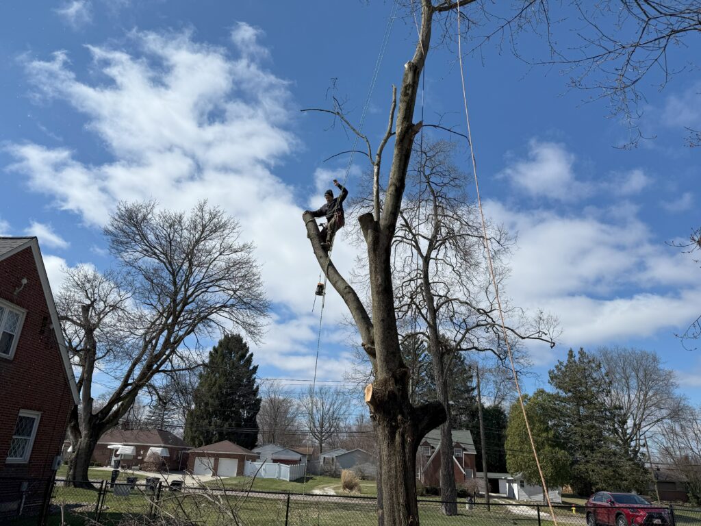 image showing tree service painesville ohio