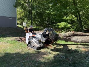 professional tree service