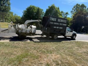 tree removal company