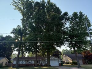 professional tree removal service