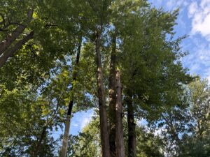 tree removal near me