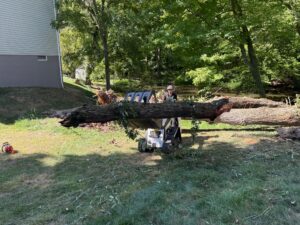 tree removal service