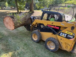 tree removal service near me