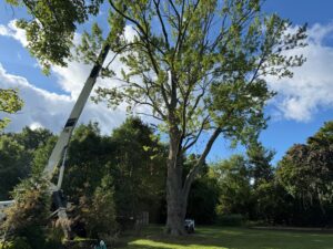 tree specialist near me