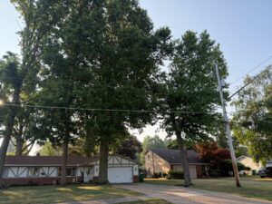 tree trimming and removal