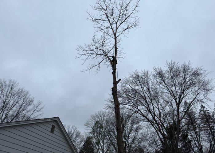 image showing Kirtland Ohio tree services