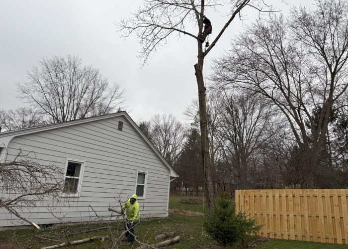 image showing Mentor Ohio Tree Removal