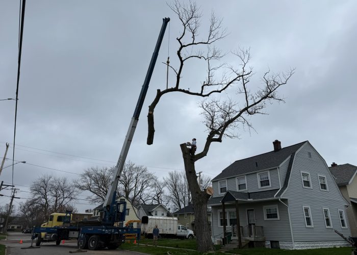 Image showing Tree Service Mentor