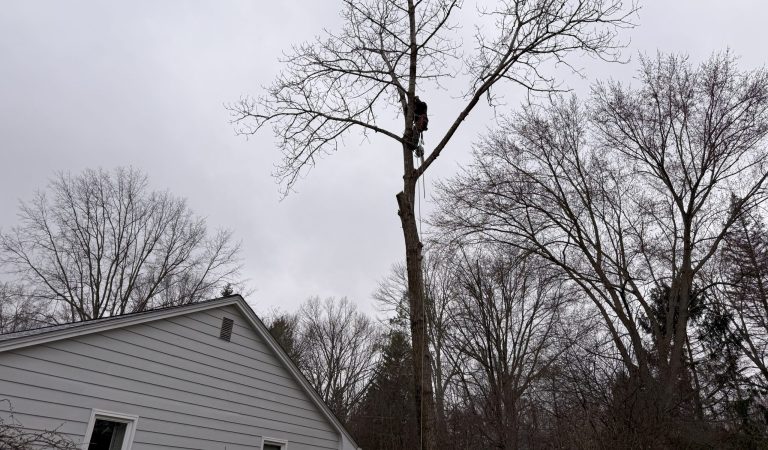 image showing tree removal near mentor ohio