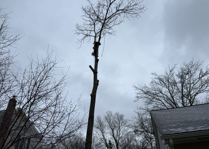 image showing tree service kirtland ohio