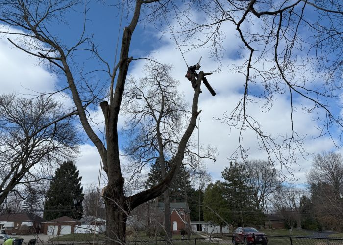image showing tree removal chardon