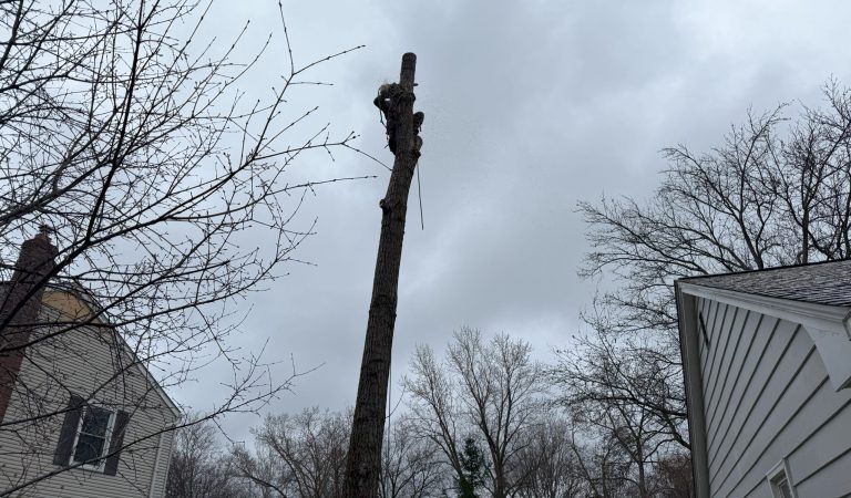 image showing tree services chardon ohio
