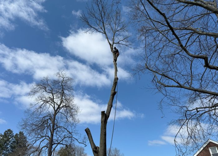image showing tree removal emergency