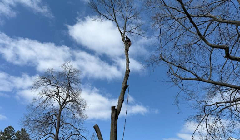 image showing tree removal emergency