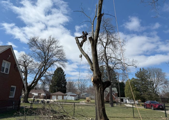 image showing emergency tree removal near me