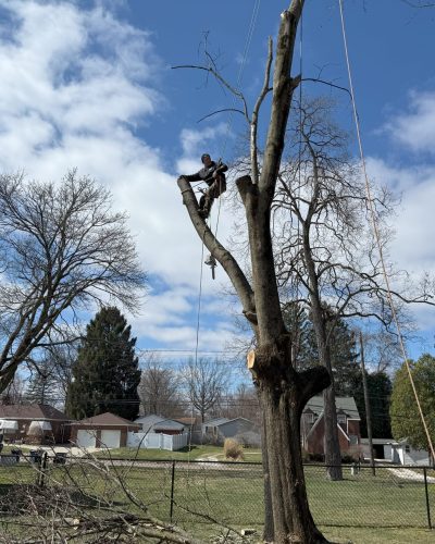 kirtland ohio tree removal image showing kirtland ohio tree removal