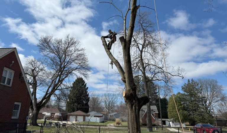 image showing kirtland ohio tree removal