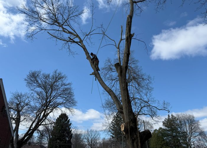 image showing tree removal painesville ohio