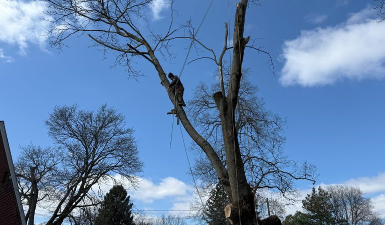 image showing tree removal painesville ohio