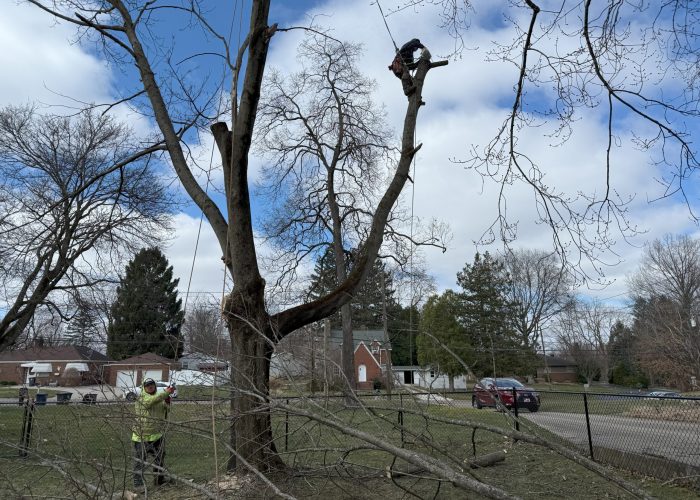 image showing painesville ohio tree service