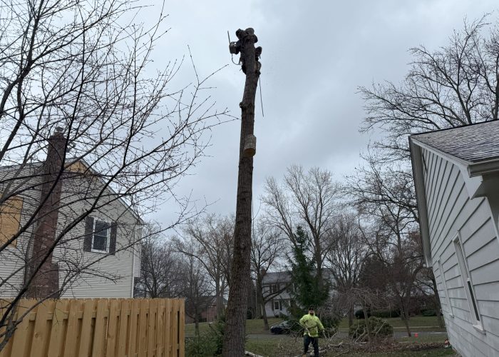 image showing tree removal chardon ohio