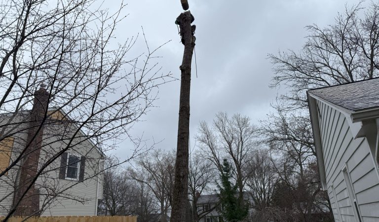 image showing kirtland ohio tree removal