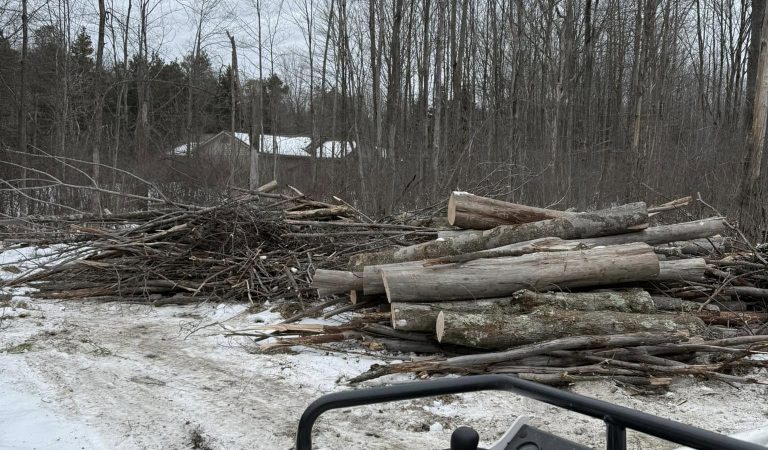 tree removal near me kirtland