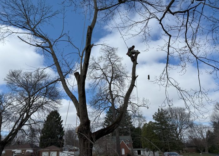 image showing tree removal near painesville ohio