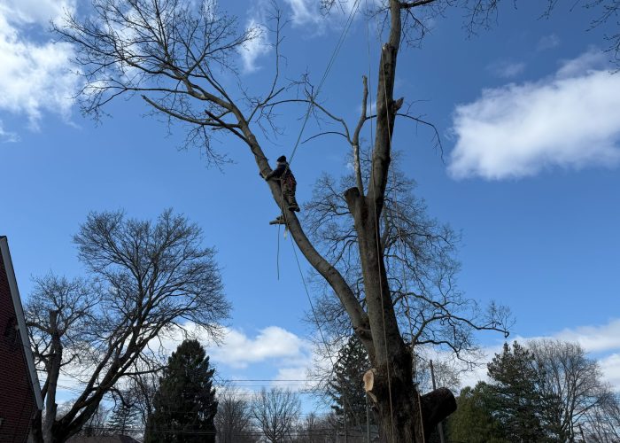 image showing chardon ohio tree removal